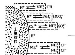 施用碳酸氫銨為什么要強(qiáng)調(diào)深施覆土？