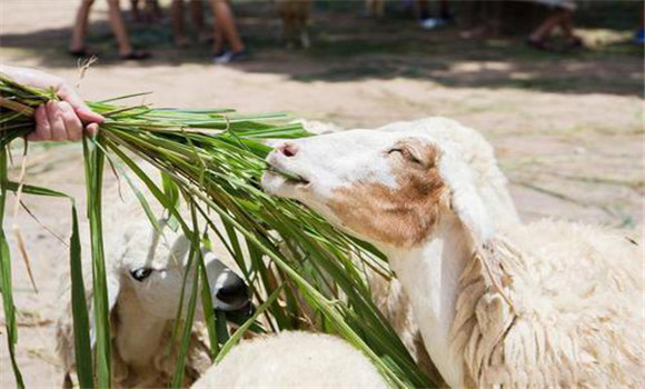 玉米秸稈可直接飼喂畜禽嗎