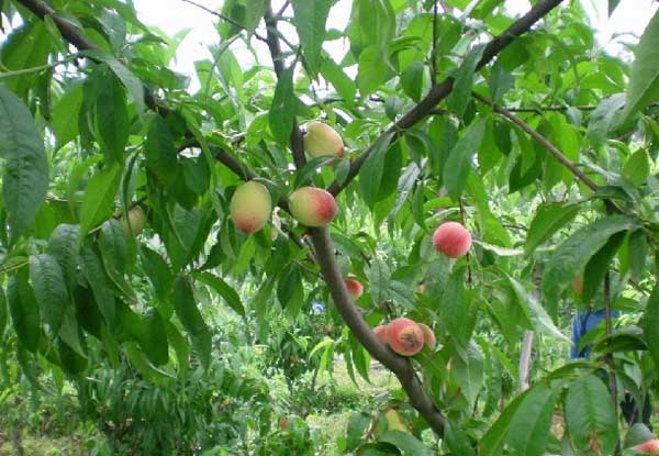 桃樹(shù)種植管理方法