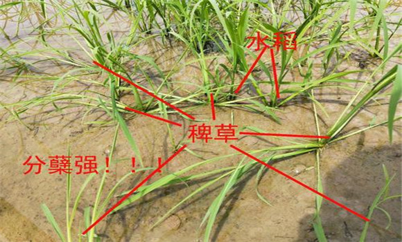 稗草對(duì)水稻的危害