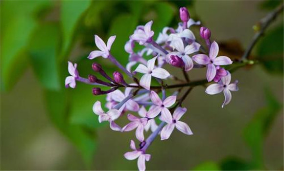 丁香花什么時(shí)候開(kāi)花