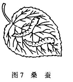 養(yǎng)蠶技術