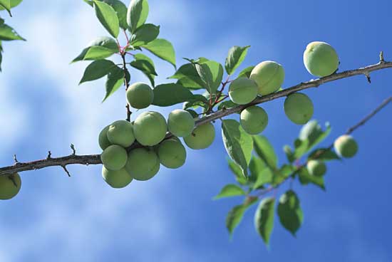 果樹(shù)種植管理方法