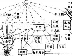 怎樣從生態(tài)學(xué)角度來理解稻田養(yǎng)魚的好處