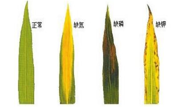 植物缺氮、磷、鉀元素時各有什么癥狀