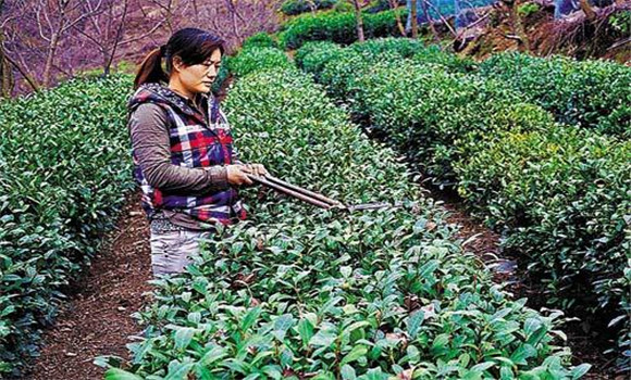 怎樣修剪茶樹？茶樹的修剪方法介紹