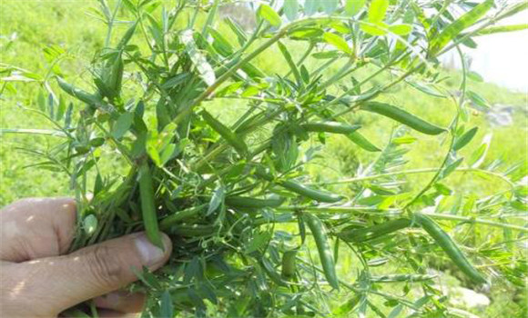 箭舌豌豆的種植技術(shù) 箭舌豌豆種植方法