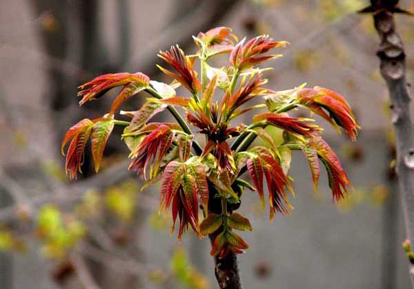 香椿栽培技術(shù)