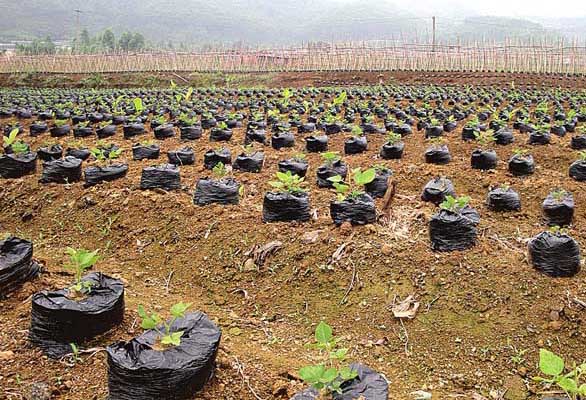 中藥材種植技術