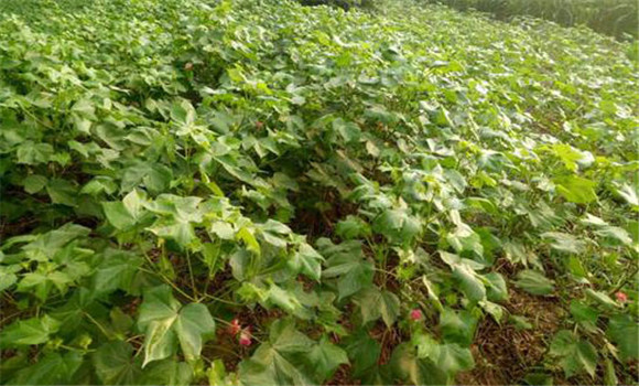 堅持高山育種