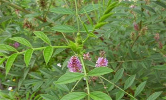 甘草種植方法與種植技術(shù)