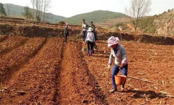 種植馬兜鈴如何選地整地