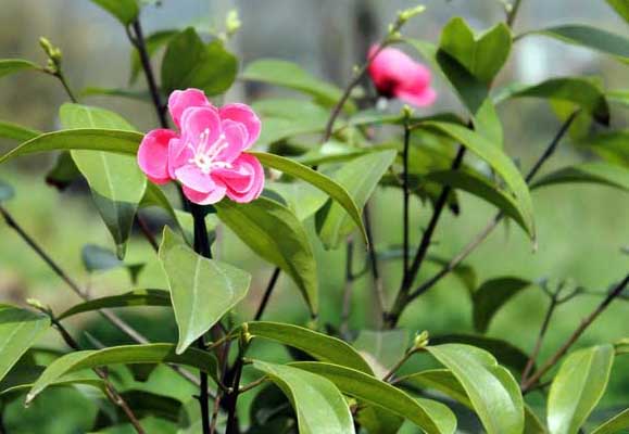 茶葉種植方法