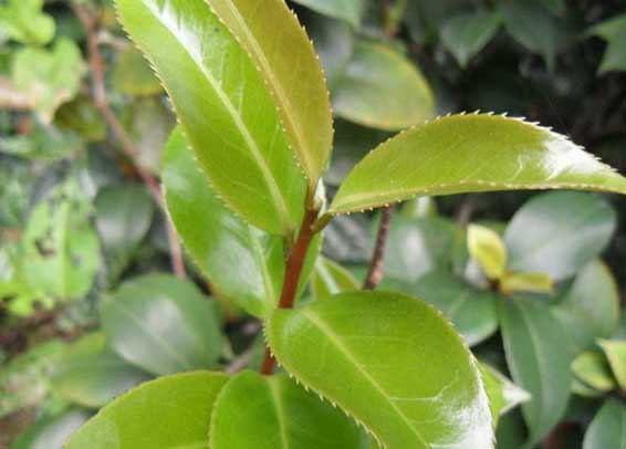 茶樹(shù)種植方法