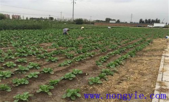 大白菜的間苗、除草