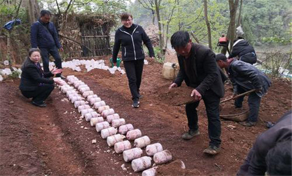 竹蓀種植與管理技術(shù)