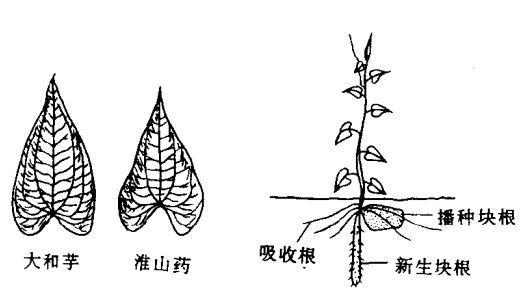 山藥種植管理方法