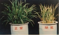 氮、磷、鉀對(duì)植物的作用分別是什么