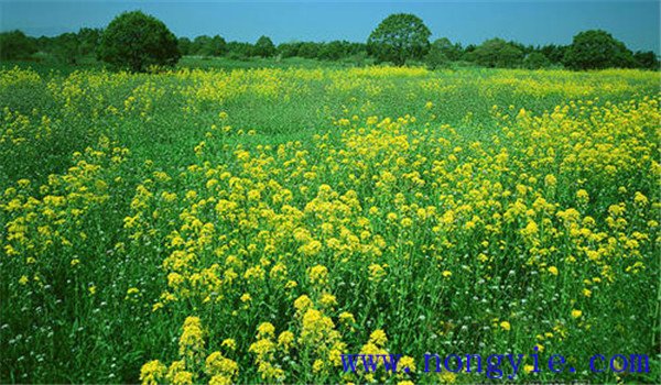 油菜田除草劑有哪些效果最好