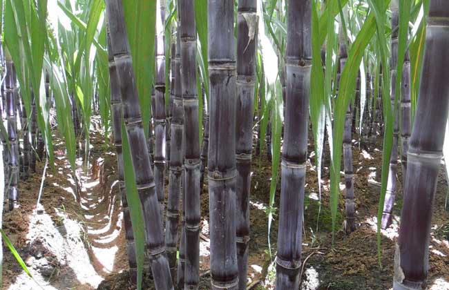 其它作物種植技術(shù)