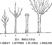 什么是柳樹頭木作業(yè) 怎樣施行？