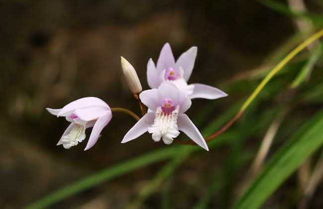 白芨種植