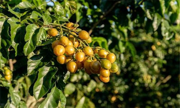 黃皮如何疏花、疏果、保果