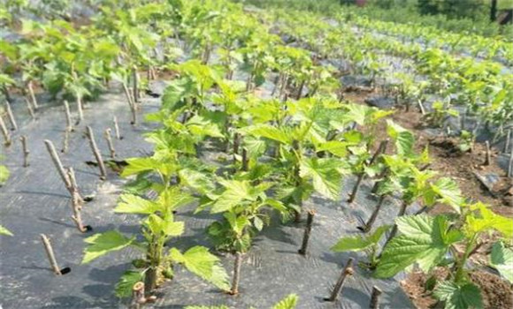 樹(shù)莓定植時(shí)期