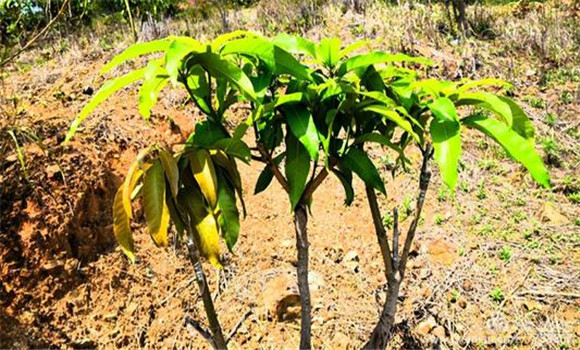 芒果幼樹(shù)施肥