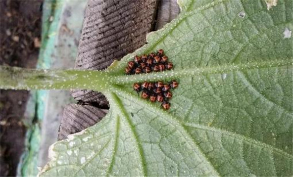 臭大姐的生物防治方法