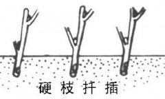 如何繁殖黑豆果 黑豆果硬枝扦插、綠枝扦插方法