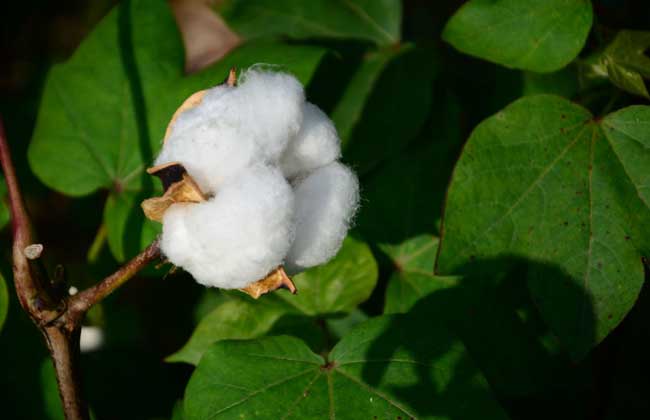 棉花種植技術(shù)