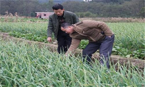 大蒜田間管理技術(shù)要點