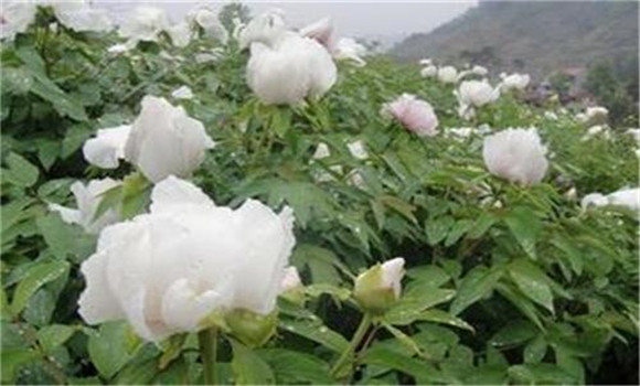 白芍種植技術(shù)、方法與主要步驟