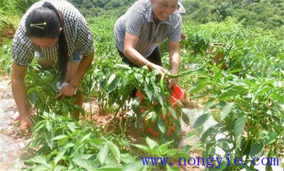 高山辣椒栽培技術(shù)要點