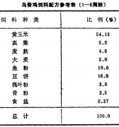 怎樣飼養(yǎng)商品烏骨雞？