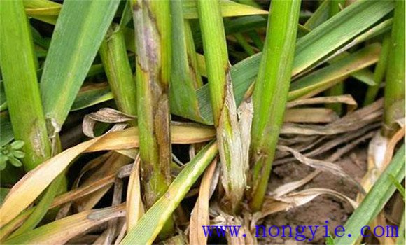 科學補治麥田雜草