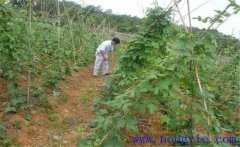 種植葛根如何管理？葛根田間管理技術(shù)要點