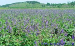 種植黃芩怎么管理？黃芩田間管理的主要內(nèi)容