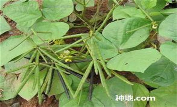 綠豆怎么種植能高產(chǎn)？