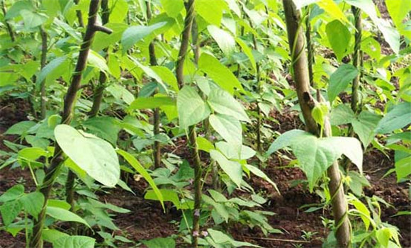 豆角種植時(shí)間