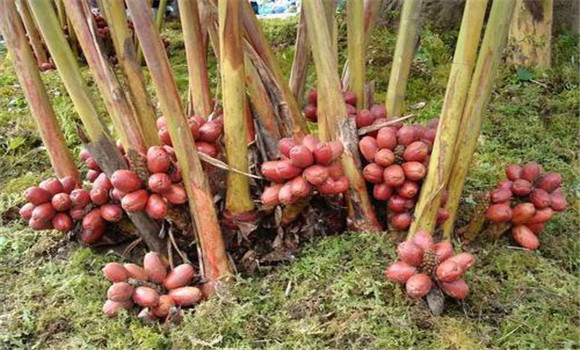 草果種植技術與管理要點