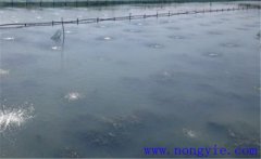 怎樣為魚塘增加氧氣，給魚塘增氧有幾種方法？