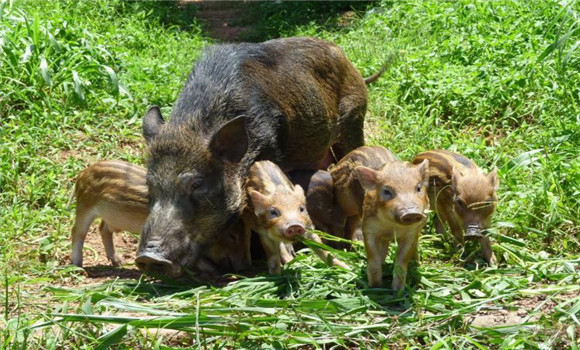 野豬飼養(yǎng)方法