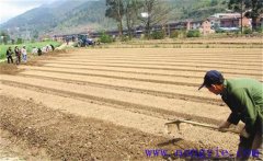 種植薄荷如何選地整地？薄荷種植管理技術(shù)要點