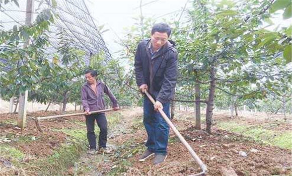 櫻桃樹如何微肥