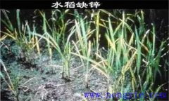 水稻缺鋅會(huì)導(dǎo)致僵苗，水稻缺鋅怎么辦？