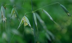 燕麥種植時間，燕麥什么時間種植