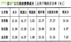 沙打旺怎樣羊才愛吃 沙打旺飼用價(jià)值