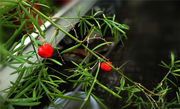 天門冬的種植技術